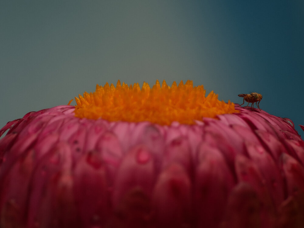 Photograph by Alexandr Gorelenkov