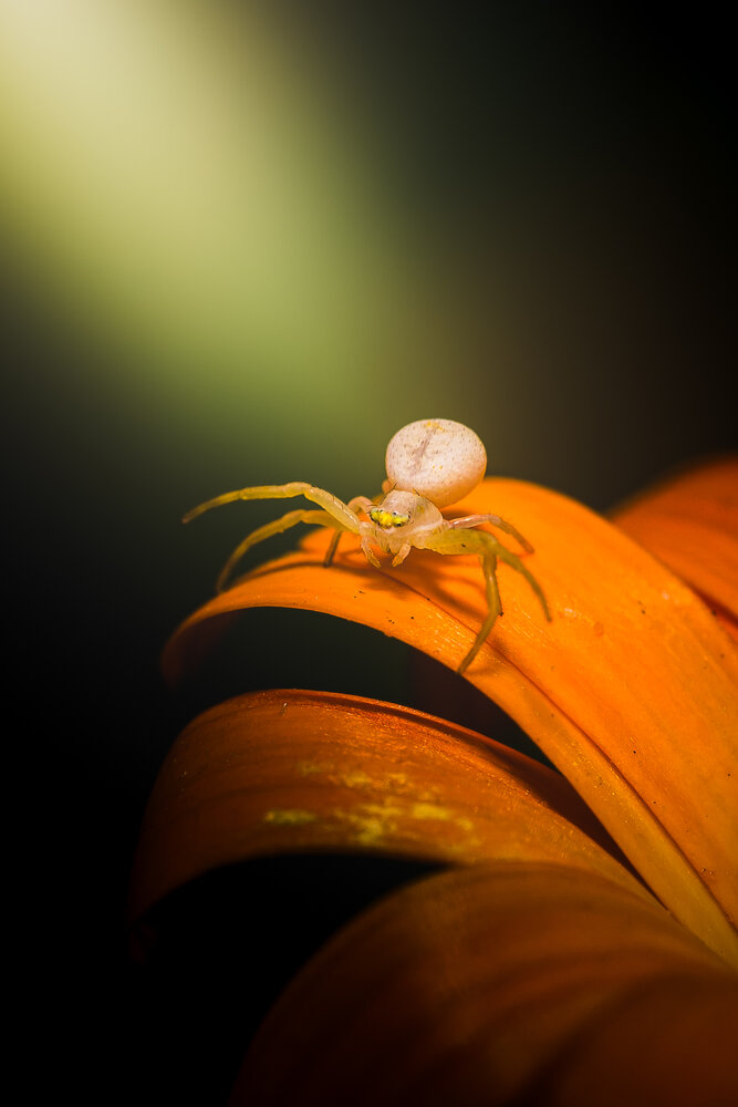 Photograph by Максим Симанчук
