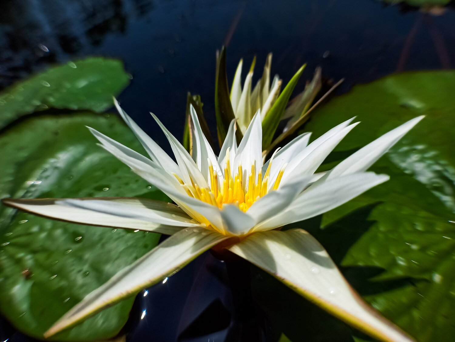 Sunlit Floating Crown