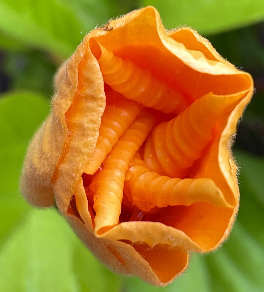Unfurling Beauty