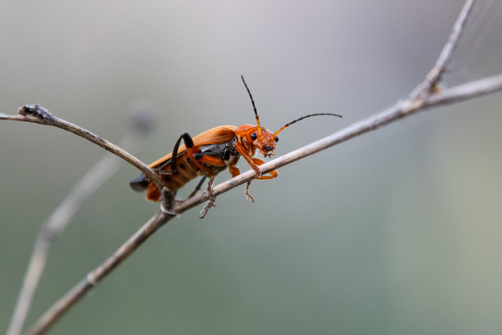 Photograph by Yacoub Muammar