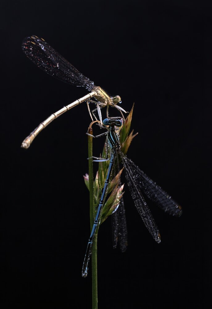 Photograph by Людмила Железнова