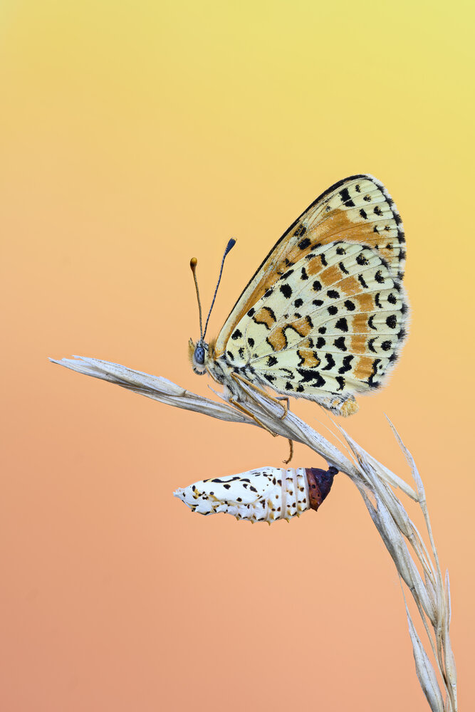Photograph by Camilla Zocchi