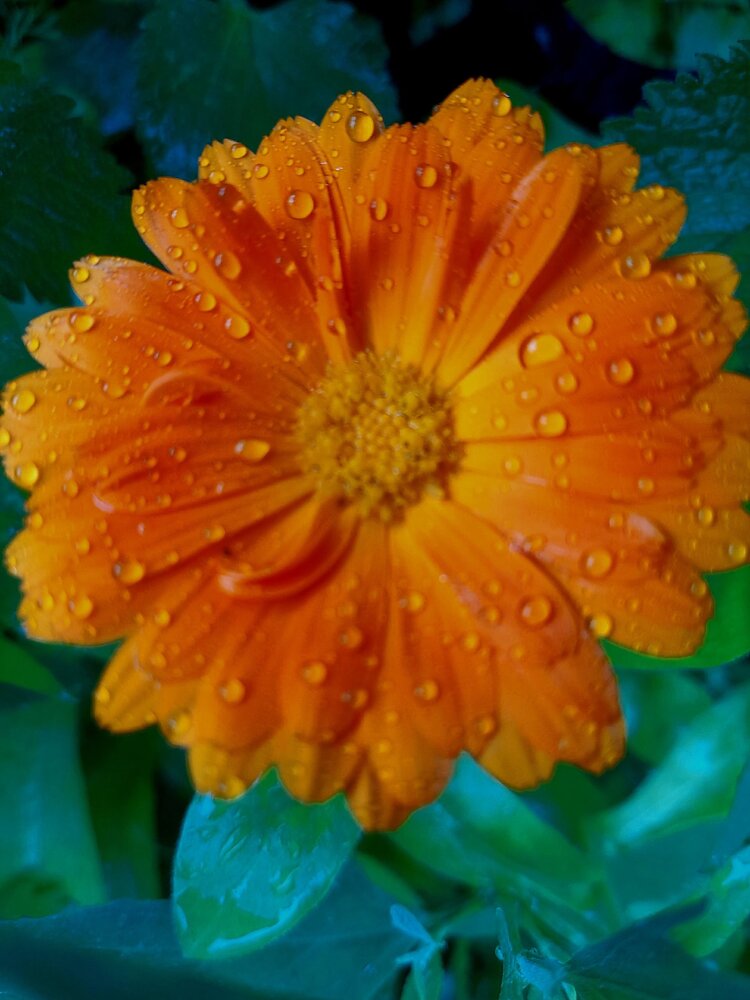 Photograph by Анна Савченко