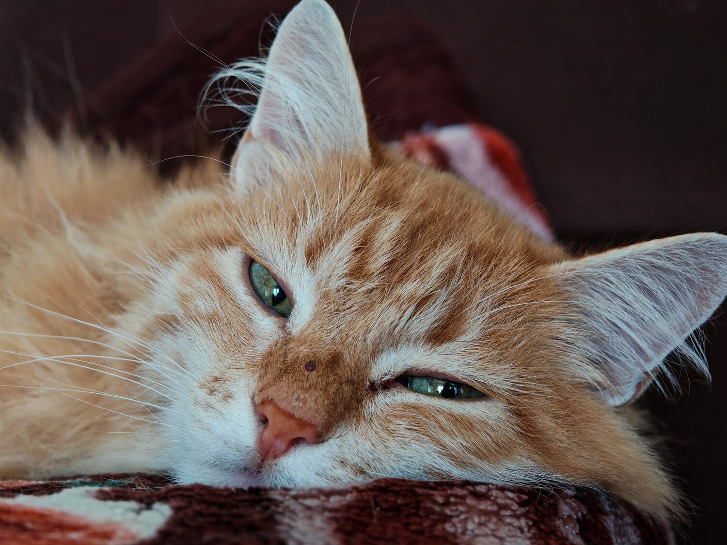 Photo #13973423