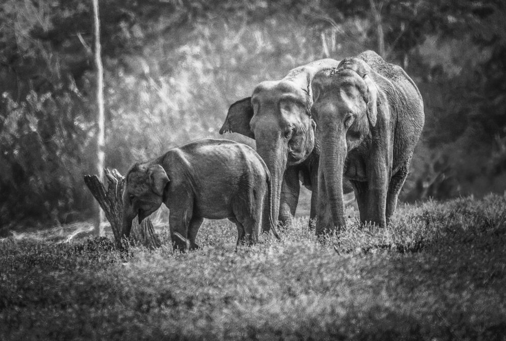Photograph by yashas nanda