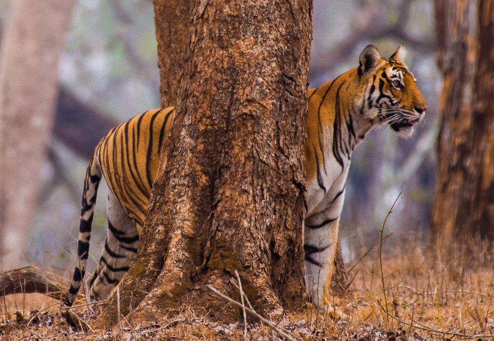Photograph by yashas nanda