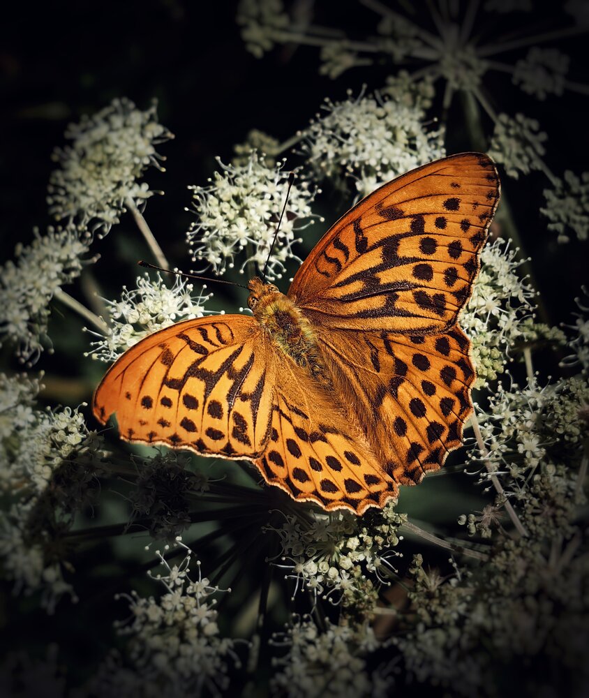 Photograph by Ярославна