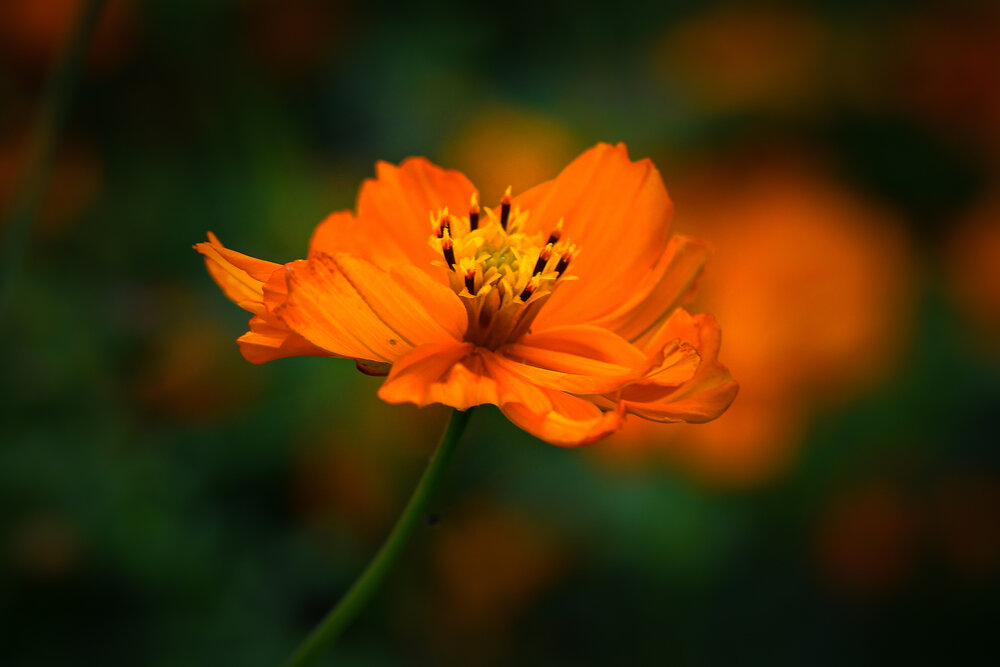 Photograph by Климченкова