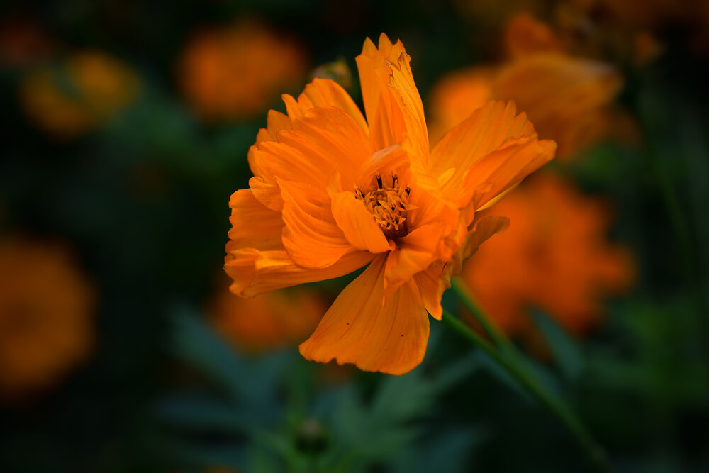Photograph by Климченкова