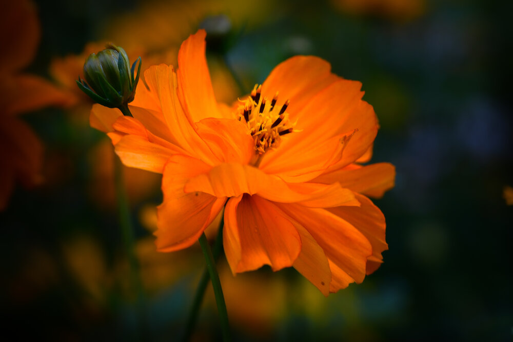 Photograph by Климченкова