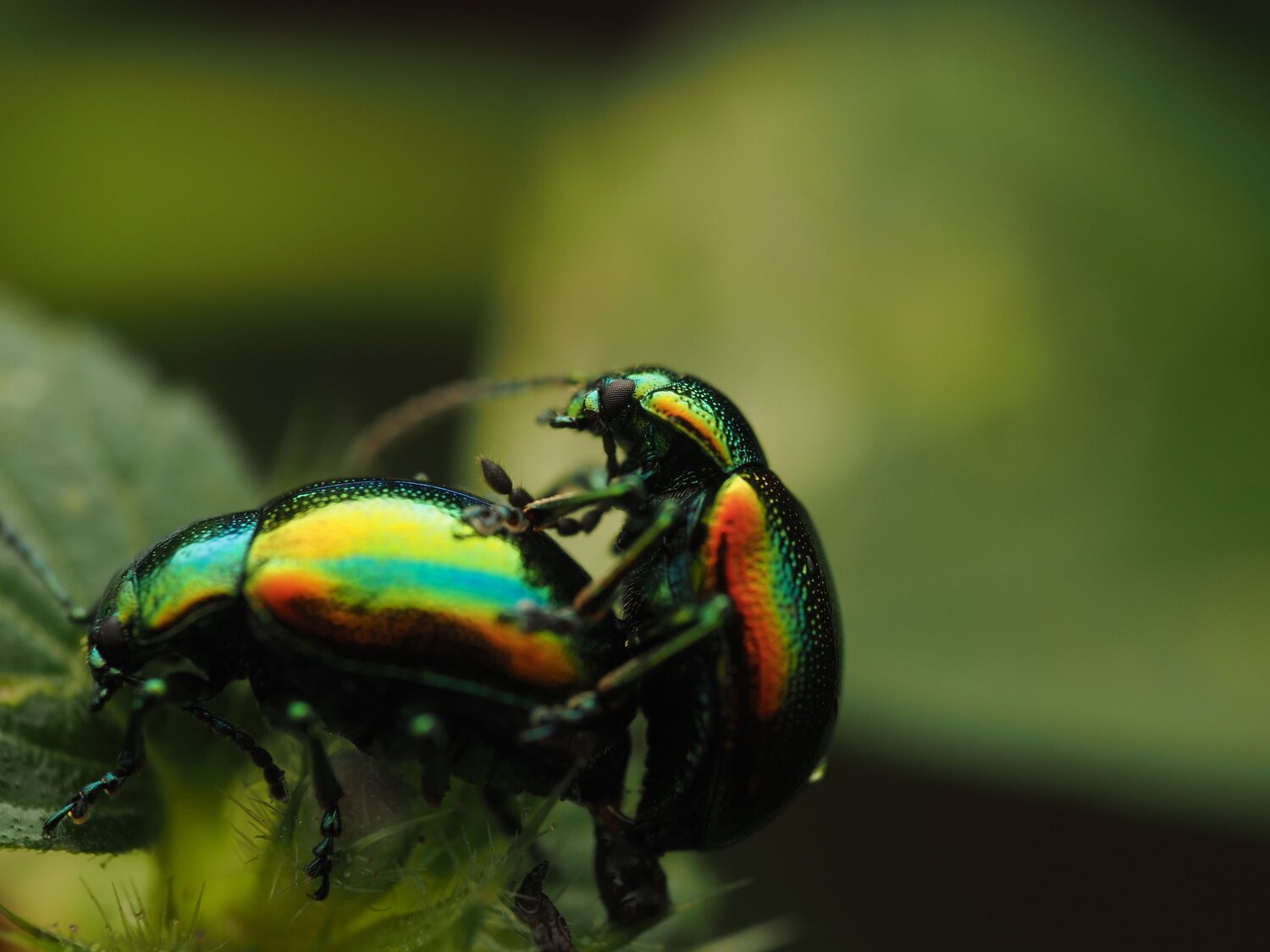 Chrysolina sp. (Metallic Leaf Beetle)