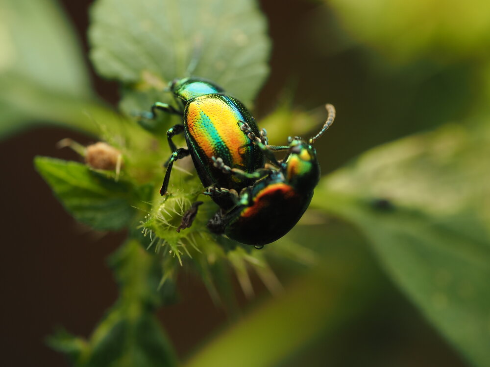 Chrysolina sp. — Metallic Leaf Beetles