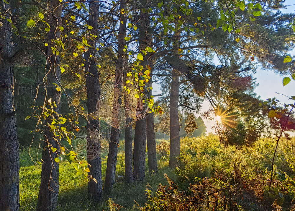 Photograph by Татьяна Мишустина