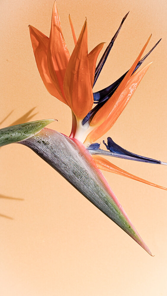 Photograph by Iryna Usanova