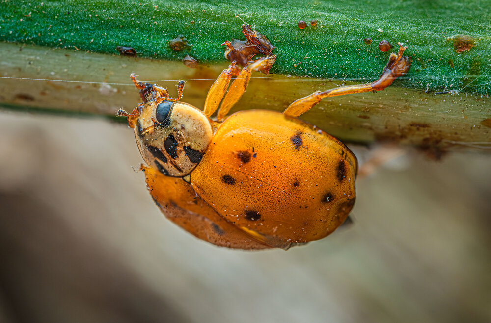 Photograph by Владимир Сковородников