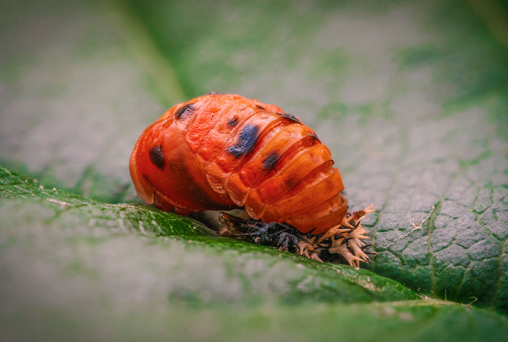 Photograph by Владимир Сковородников