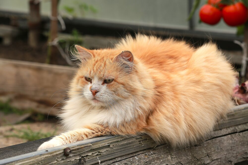 Photograph by Эльвира Лазарева