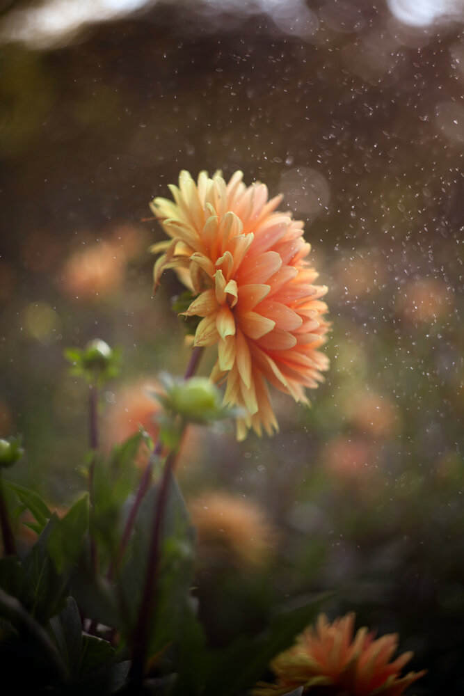 Photograph by Tatiana Kurilas