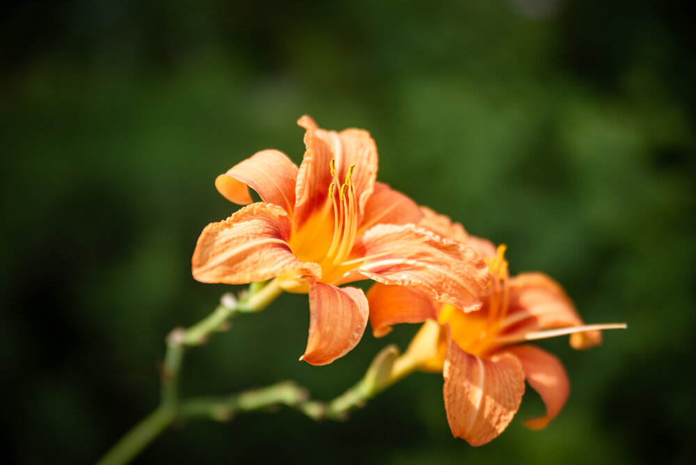 Photograph by Татьяна Жиркина