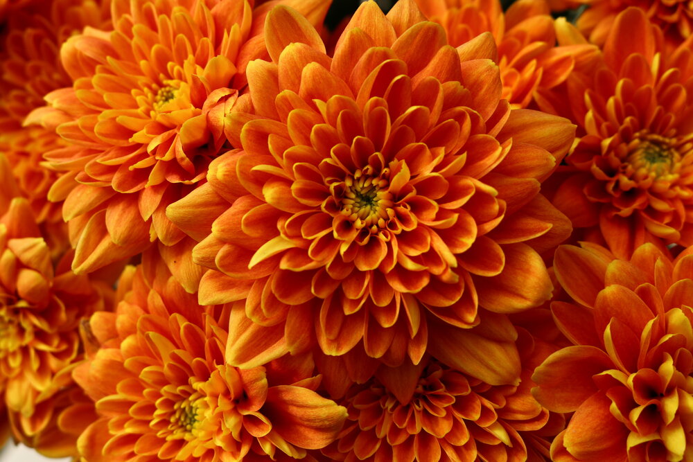 Photograph by Светлана Шуткова