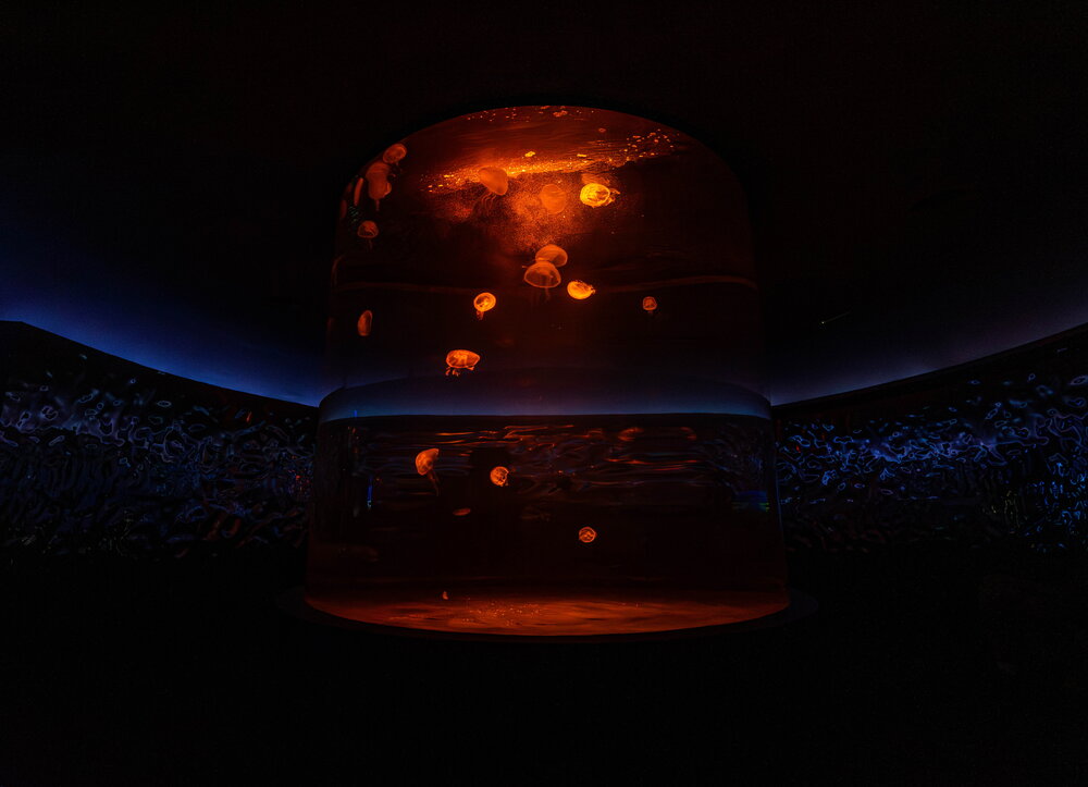 Photograph by Atanas Rakov