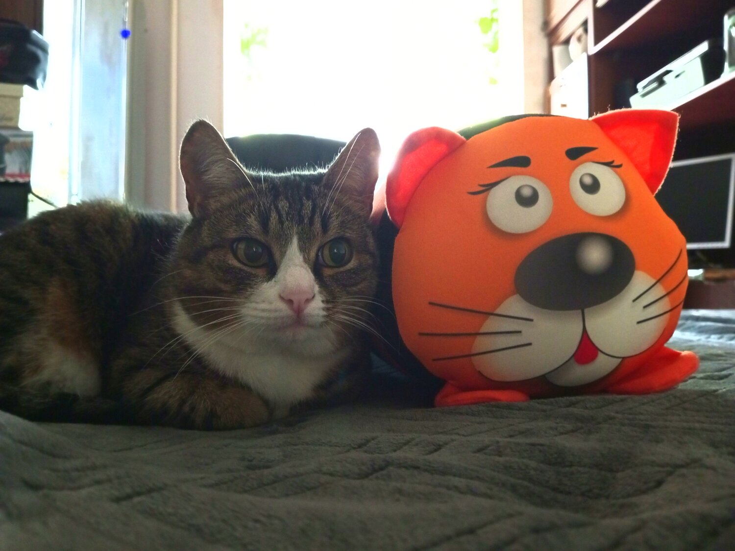 Photo #13974617