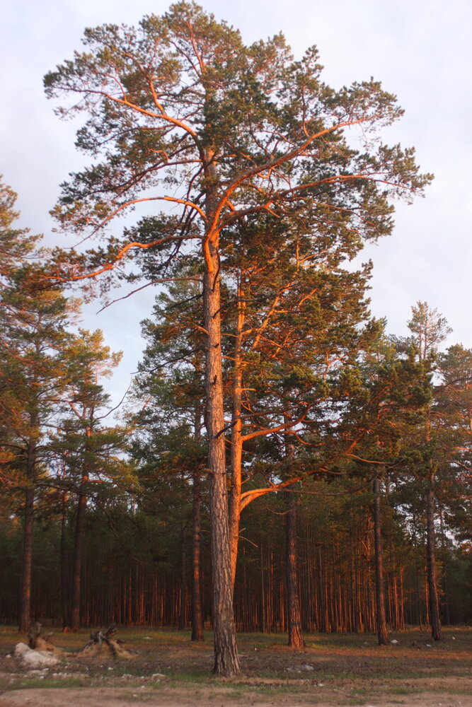 Photograph by Алексей Банных
