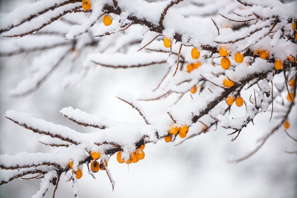 Photograph by Степоненкова Екатерина