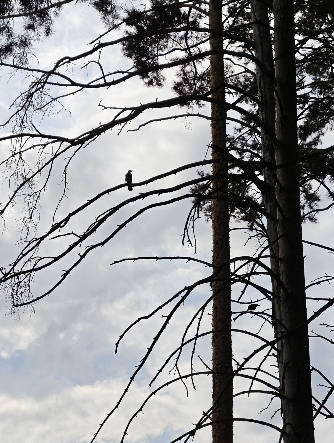 Photo #13974821