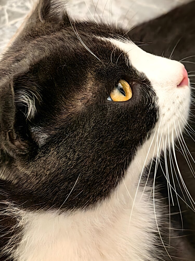 The Curious Gaze
