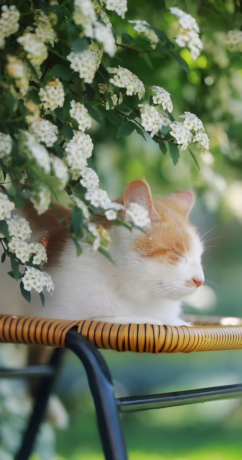 Among the Blossoms