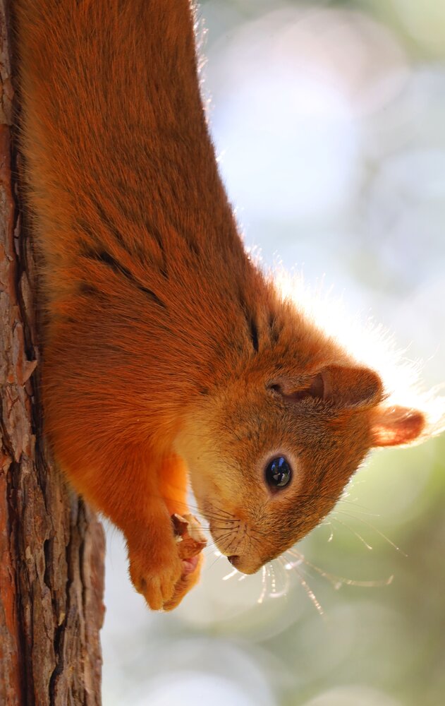 Photograph by Елена Клементьевская