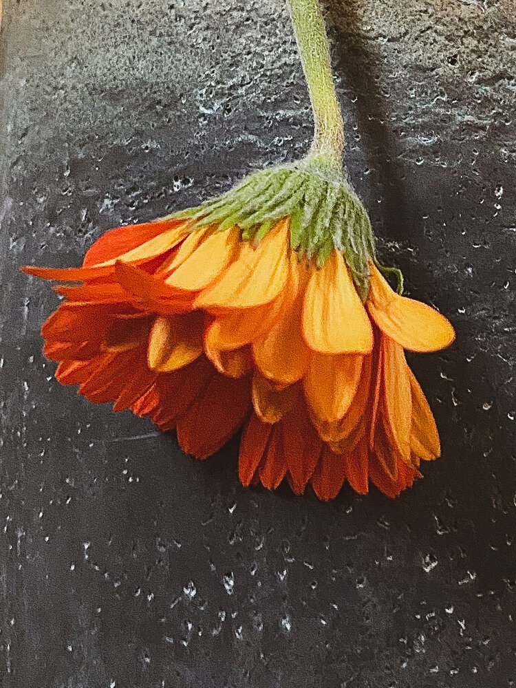 Photograph by Tatjana Schlag
