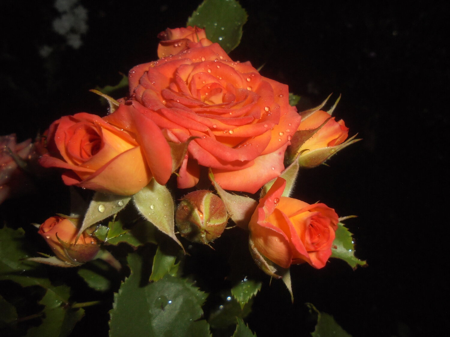 Photo #13975157