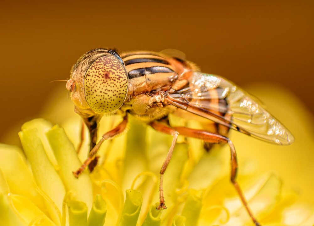 Small Honey Bee