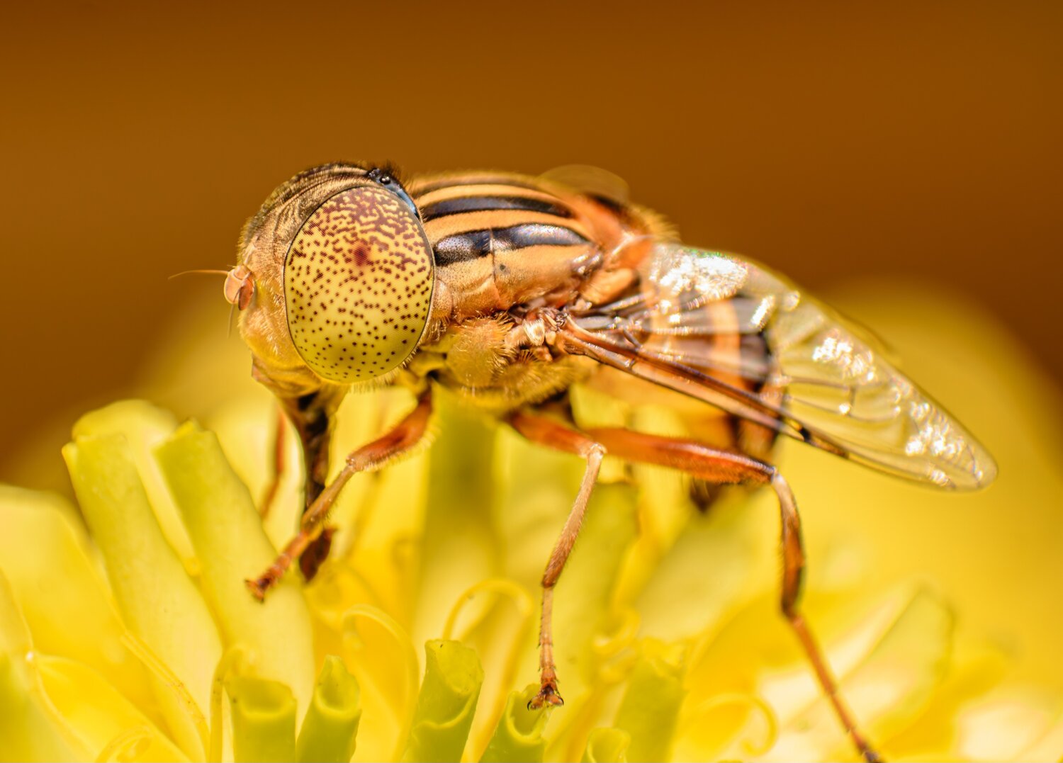 Small Honey Bee