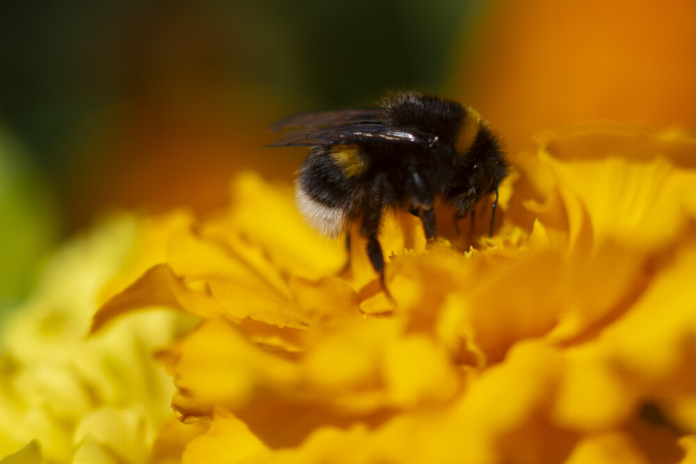 bumblebee on marigolds