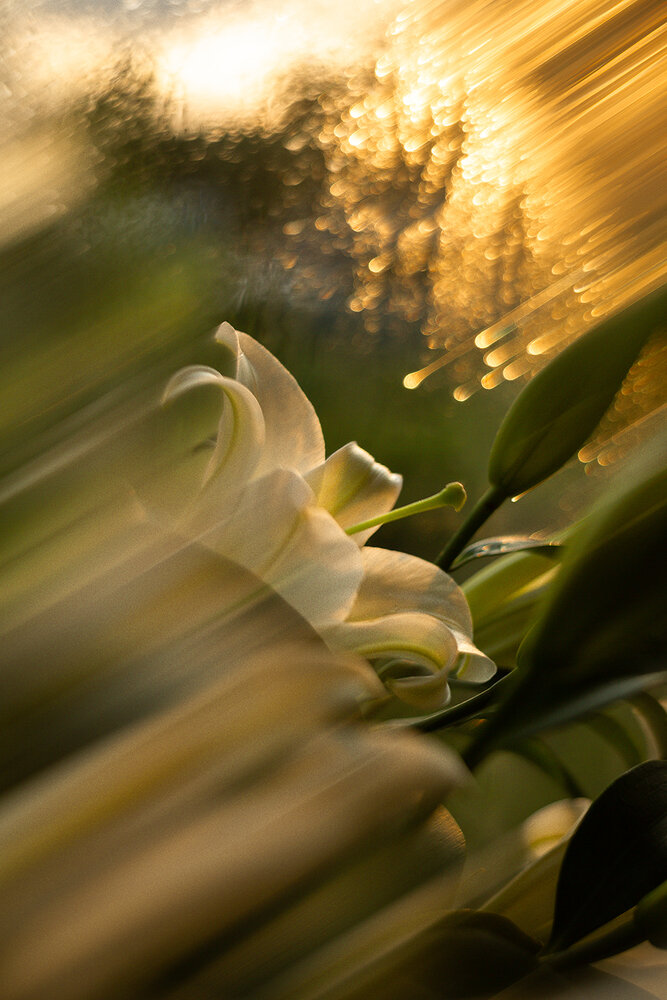 Photograph by Rimma Larkina