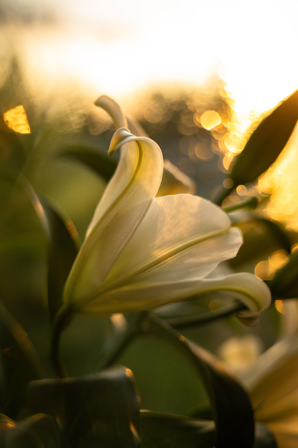 Photo #13975318