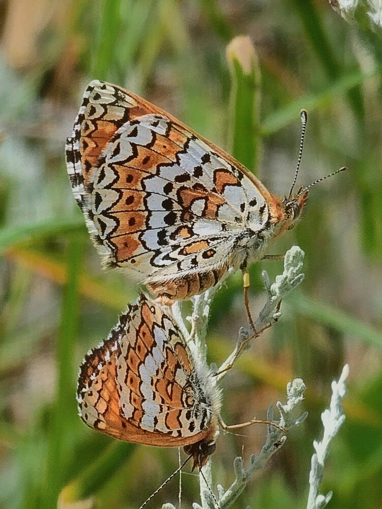 Photograph by Людмила Локтионова
