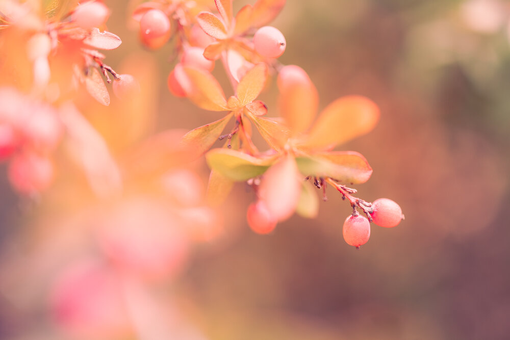 Photograph by Larysa Pinner