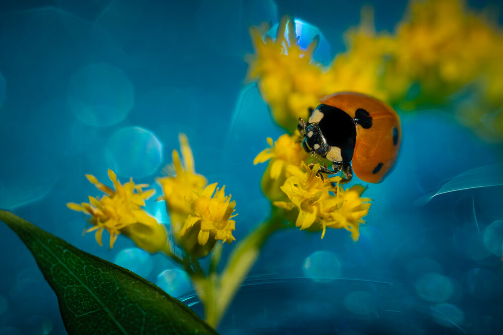 Photograph by Николай Фонарёв