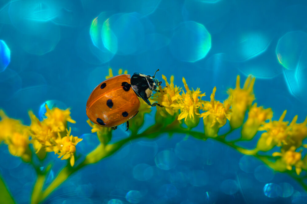 Photograph by Николай Фонарёв