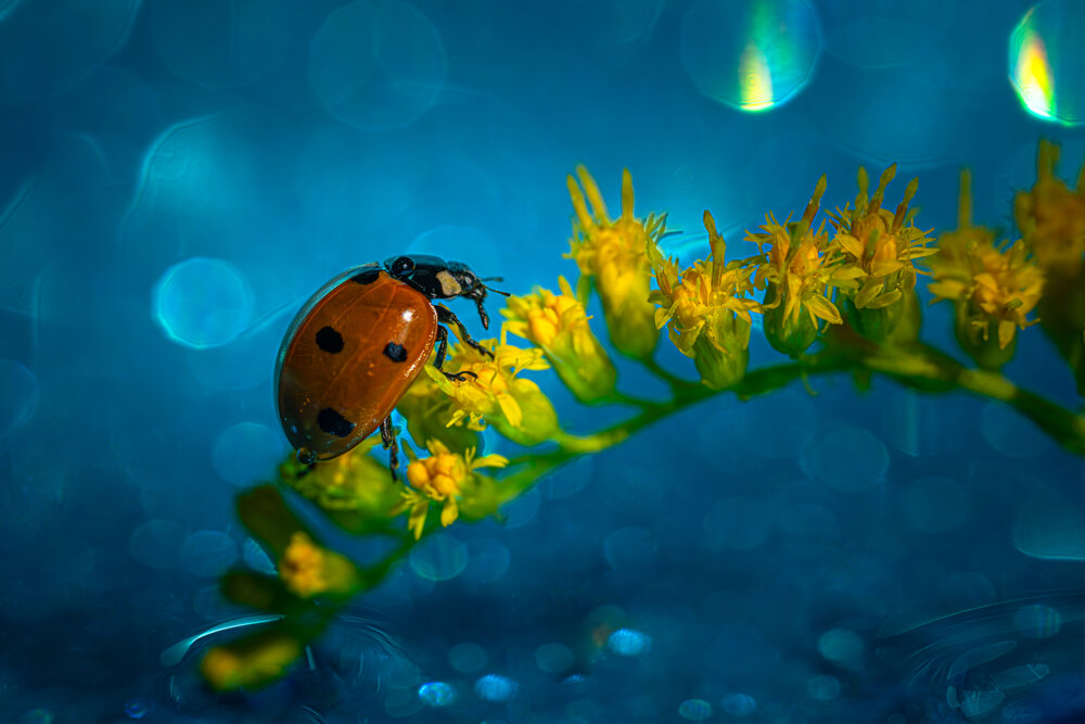 Photograph by Николай Фонарёв