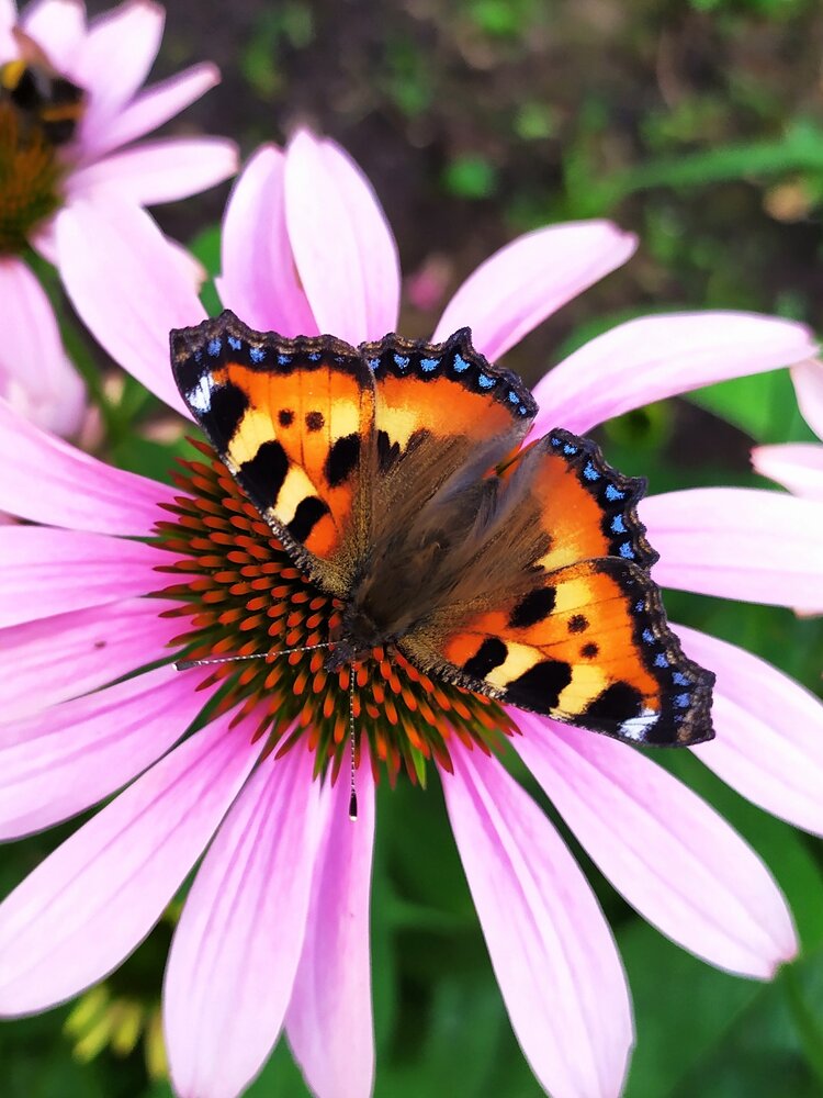 Photograph by Ольга Решетникова