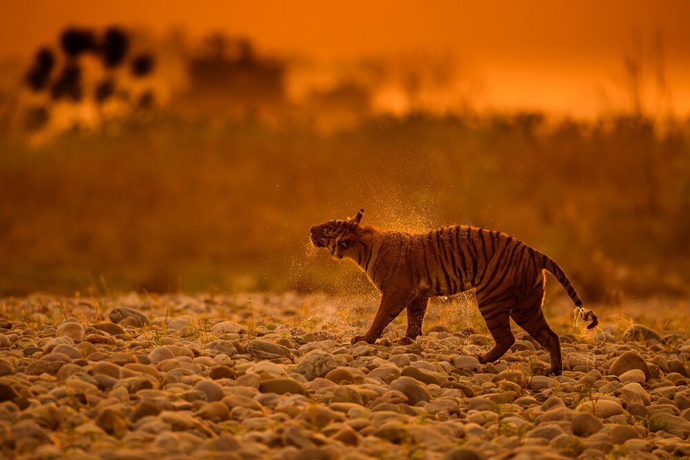 Photograph by Seven Rhinos