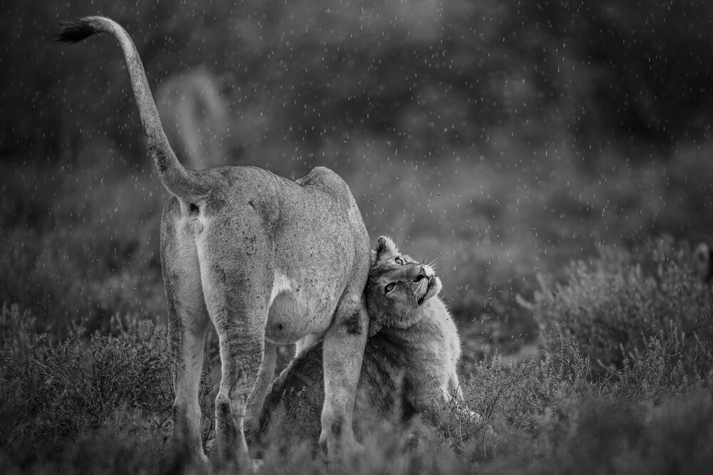 Photograph by Seven Rhinos