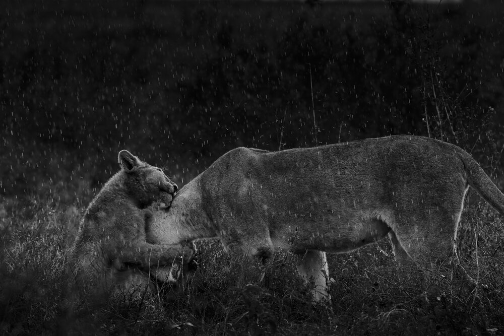 Photograph by Seven Rhinos