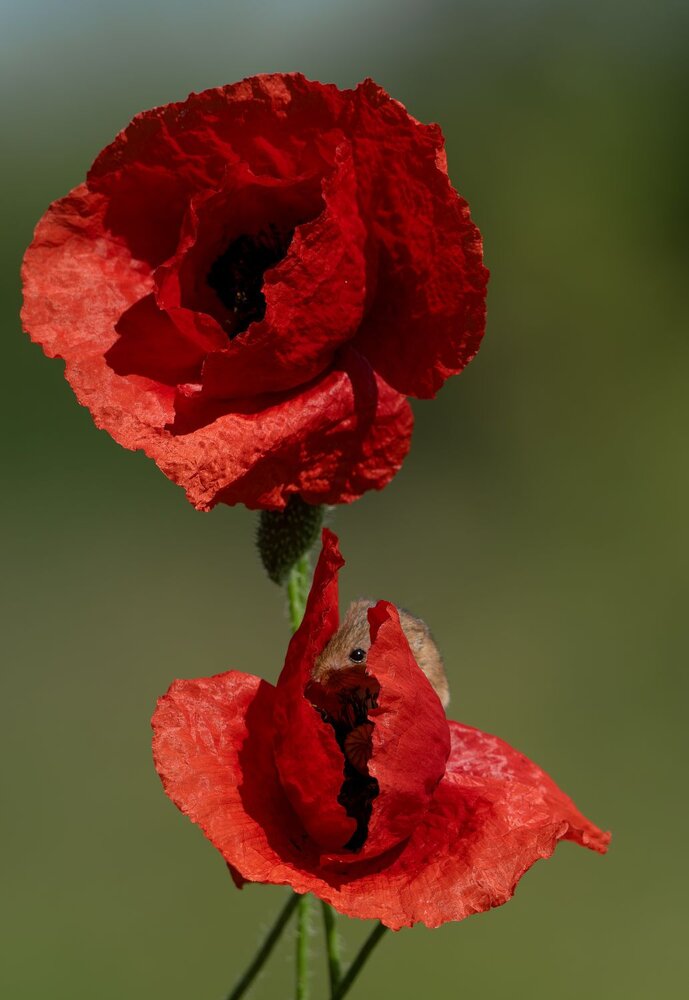 A small world inside the flower petals